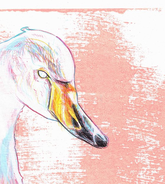 Whooper swan