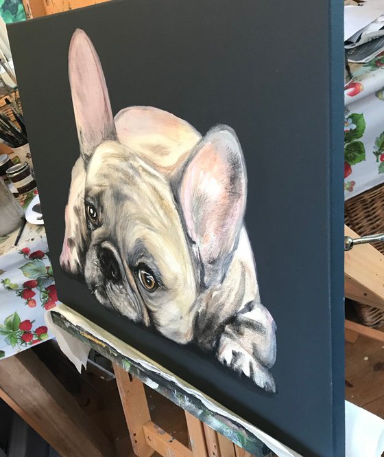 French Bulldog on grey