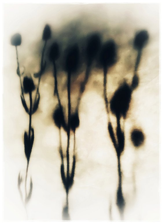 TEASLE SHADOW TRIPTYCH