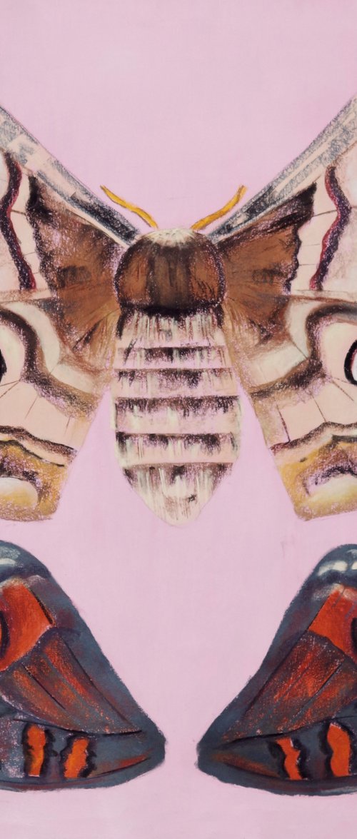 Saturnia pyri (the giant peacock moth) Painting by Malwina Jachimczak