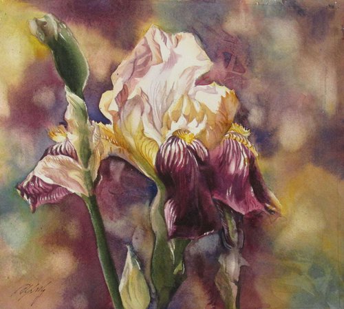 purple and yellow iris by Alfred  Ng