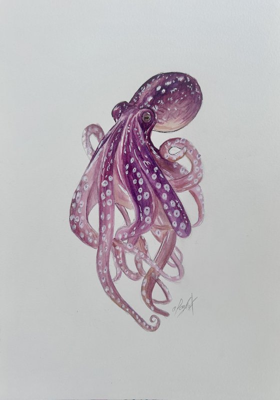 Octopus