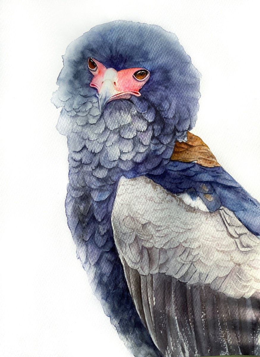 Expressive Animal Watercolour By Tetiana Savchenko, 12 X 17", Colourful Gaze, Bateleur Eagle, Original Artwork