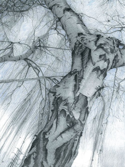 RISING (Birch in winter) by Nives Palmić