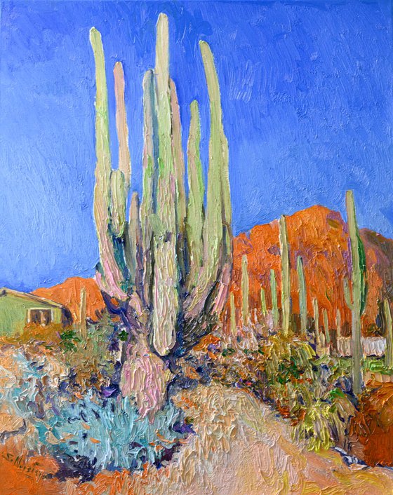 Old Saguaro