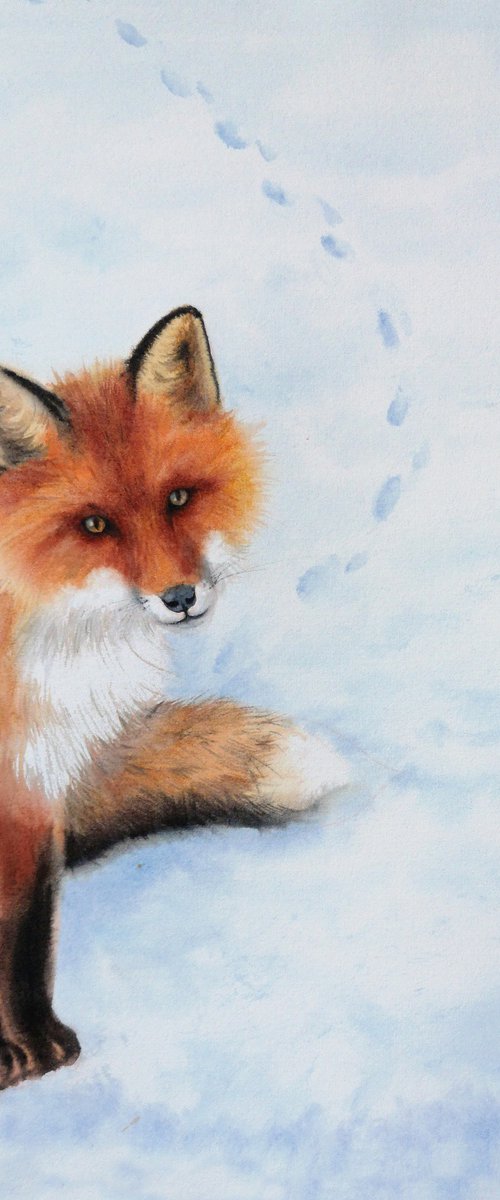 Red Fox Watercolor – Curious F by Olga Beliaeva Watercolour