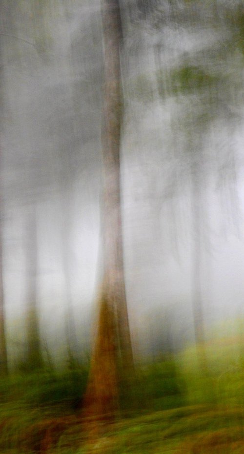 Quelque Part dans un bois........ by Philippe berthier