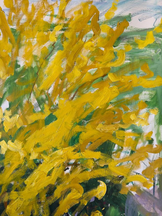 Forsythia in my garden.