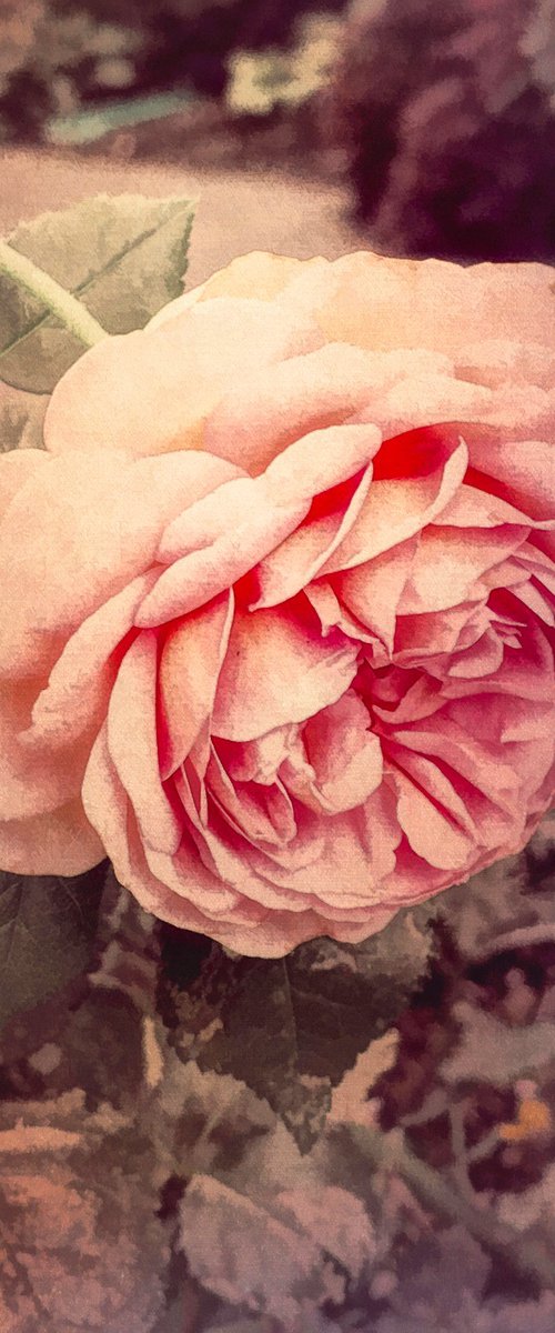 Faded Pink Rose by Barbara Storey