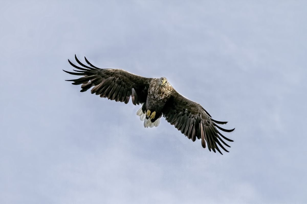 Birds - White Tailed Eagle soaring, Isle of Mull, Scotland by MBK Wildlife Photography