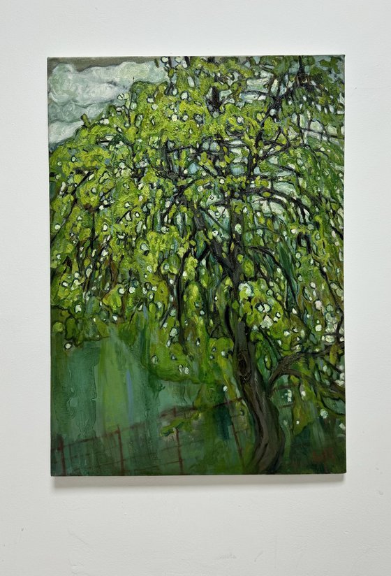 ''Pear tree''