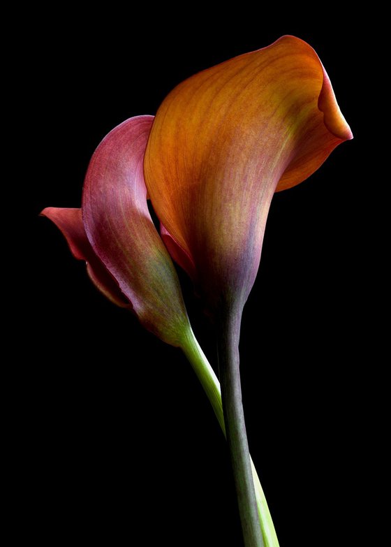 Orange Pride Calla Lilies