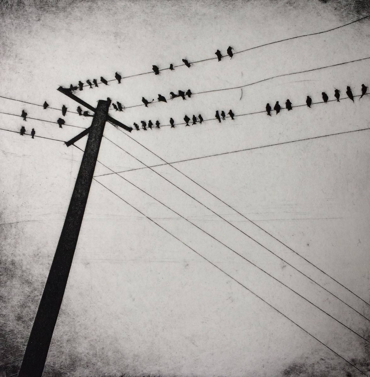 Birds on a wire by Sarah Morgan