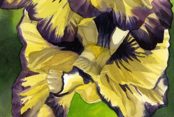 yellow pansy watercolor floral