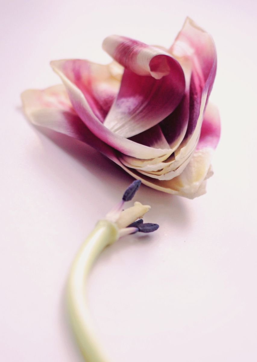 Anatomy of a Tulip by Manuela Stoicescu
