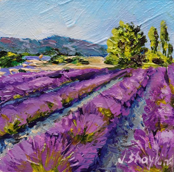 Lavender Fields