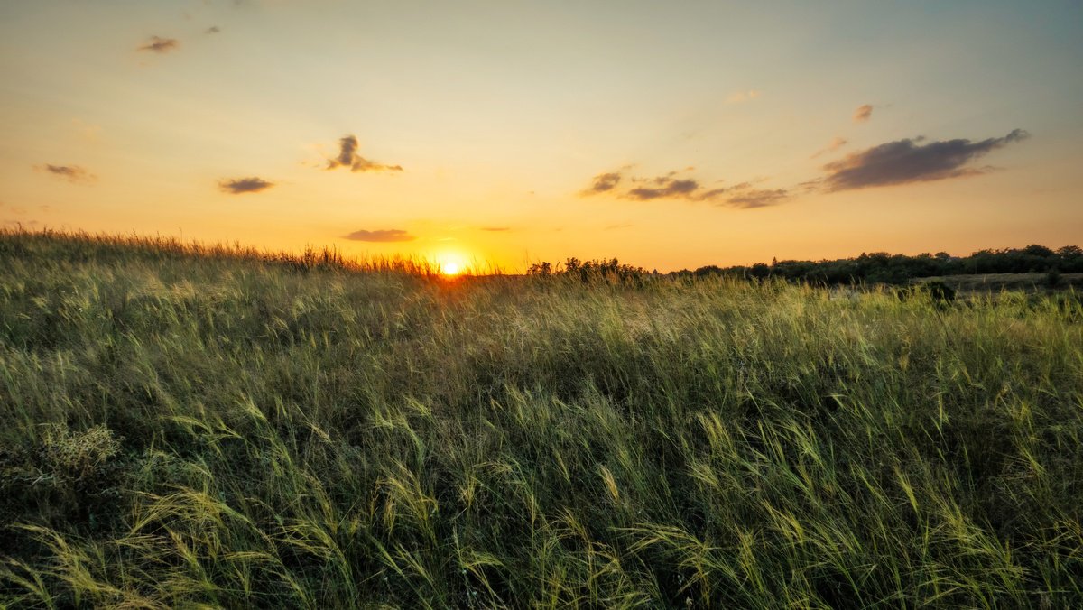 Evening whisper of grass. by Vlad Durniev