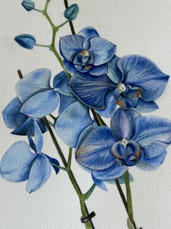 Blue orchid