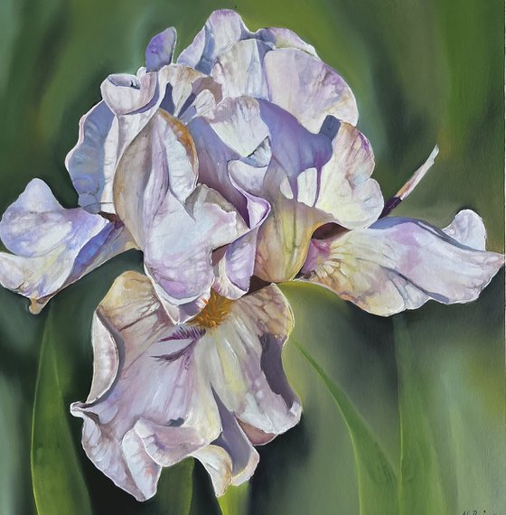 Purple White Irises