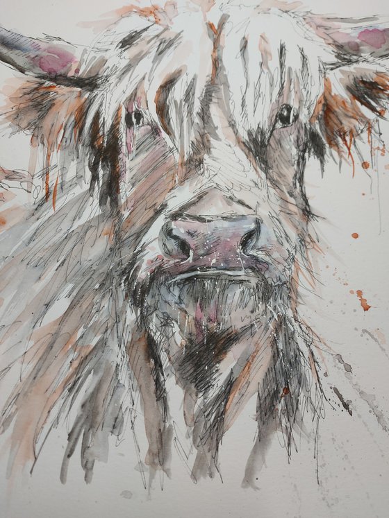 Scruffy Highland cow