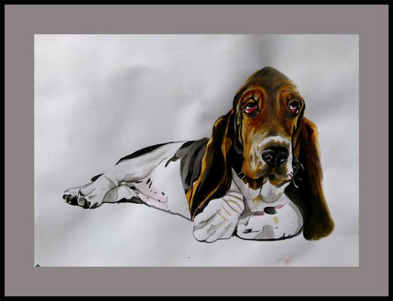 Basset Hound