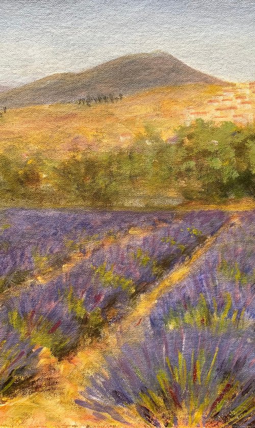 Provence lavender by Shelly Du