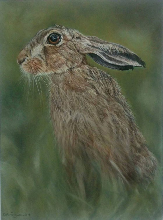 Resting Hare