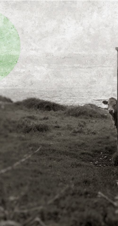 Irish Cow by Louise O'Gorman