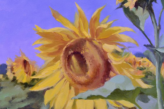Sunflowers