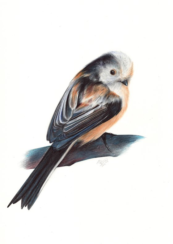 Long-tailed Tit - Bird Portrait