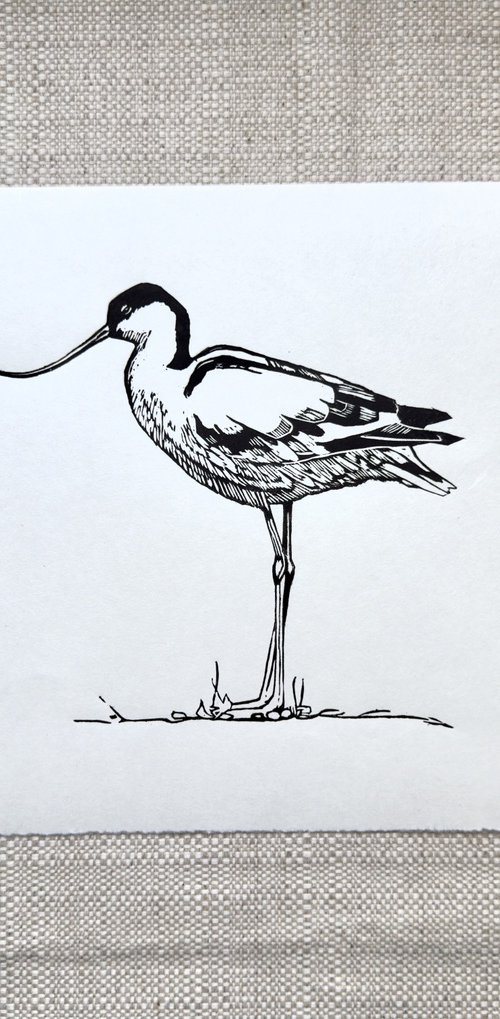 Avocet Linocut by Jem Gooding