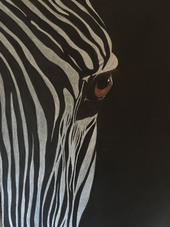 Zebra portrait