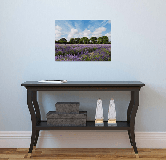 Hampshire Lavender Fields 3