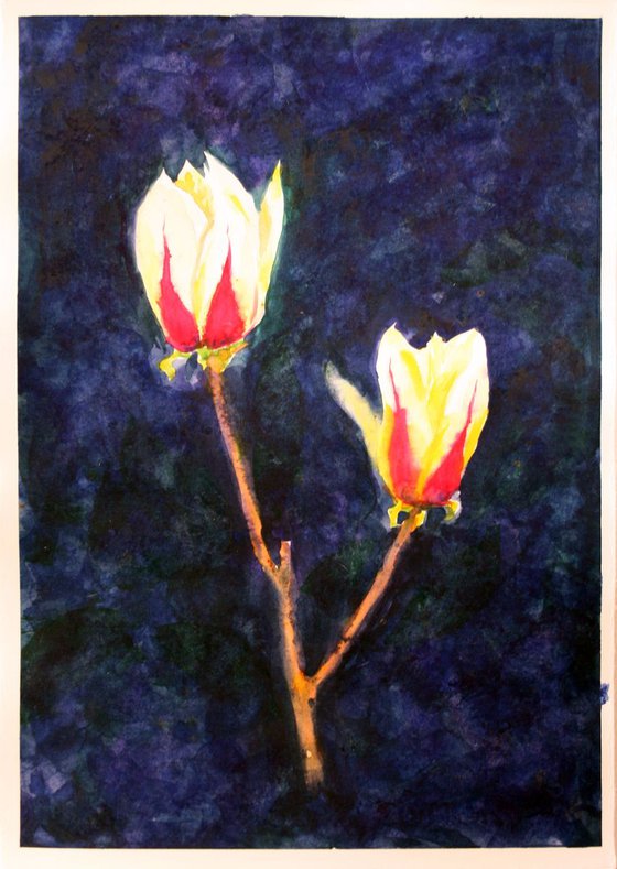 magnolia in the night