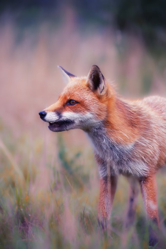 Vixen in the undergrowth