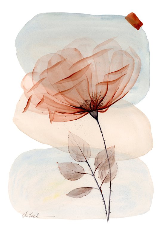 Rose on the Rocks