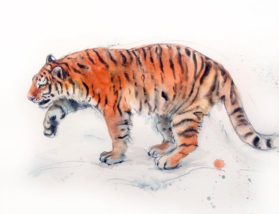 Tigress in the Snow  - Siberian Tiger – Amur tiger