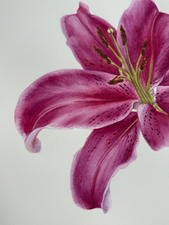 Lily I