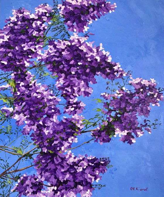 Jacaranda