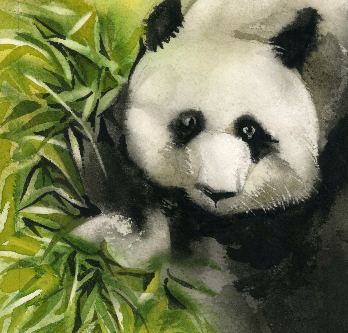 baby panda Watercolour: Alfred Ng | Artfinder