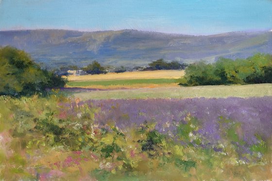 Lavander Fields in Provence