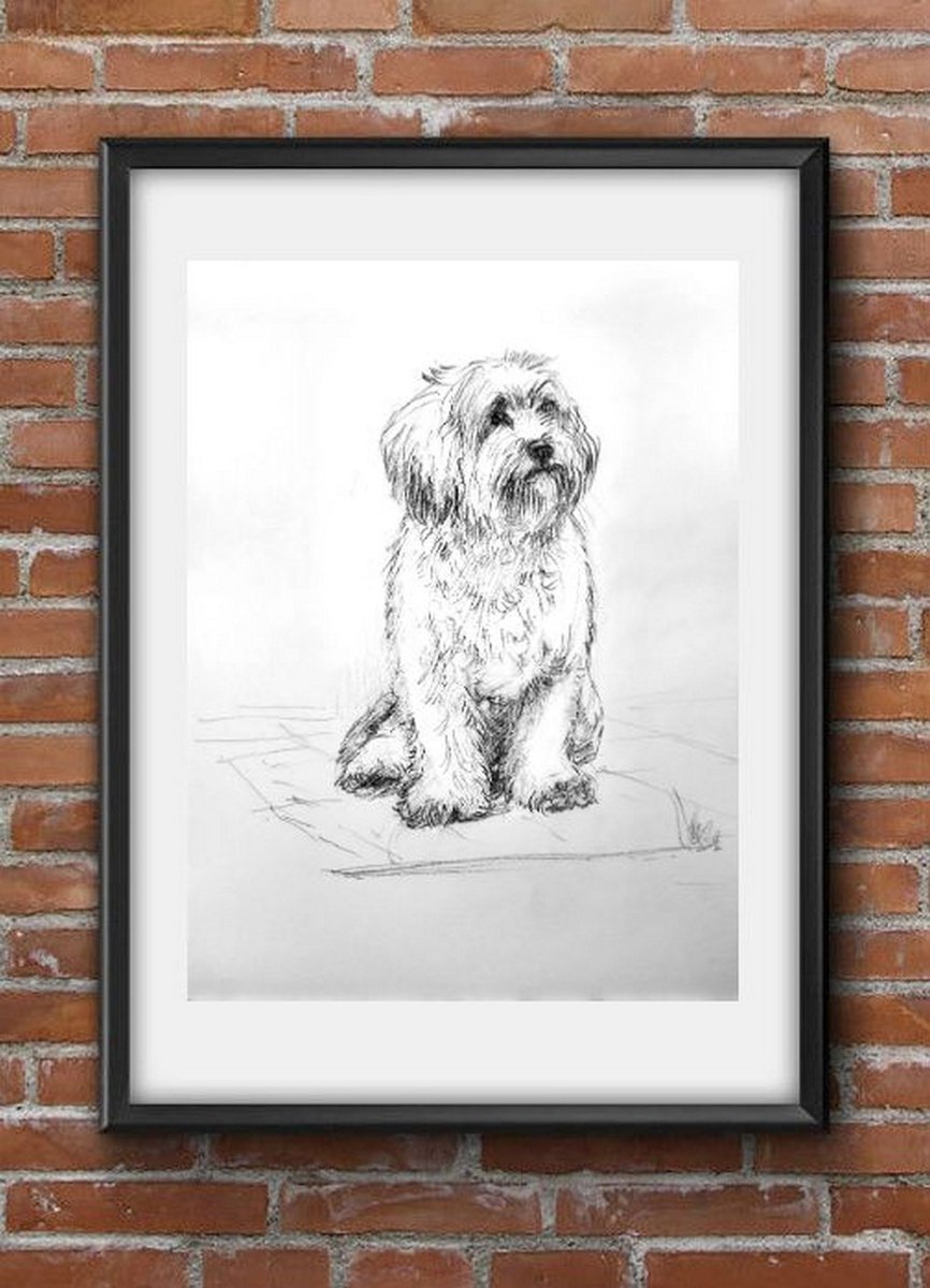 Dog sketch Shih Tzu puppy by Asha Shenoy