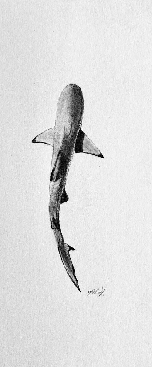 Black tip reef shark by Amelia Taylor