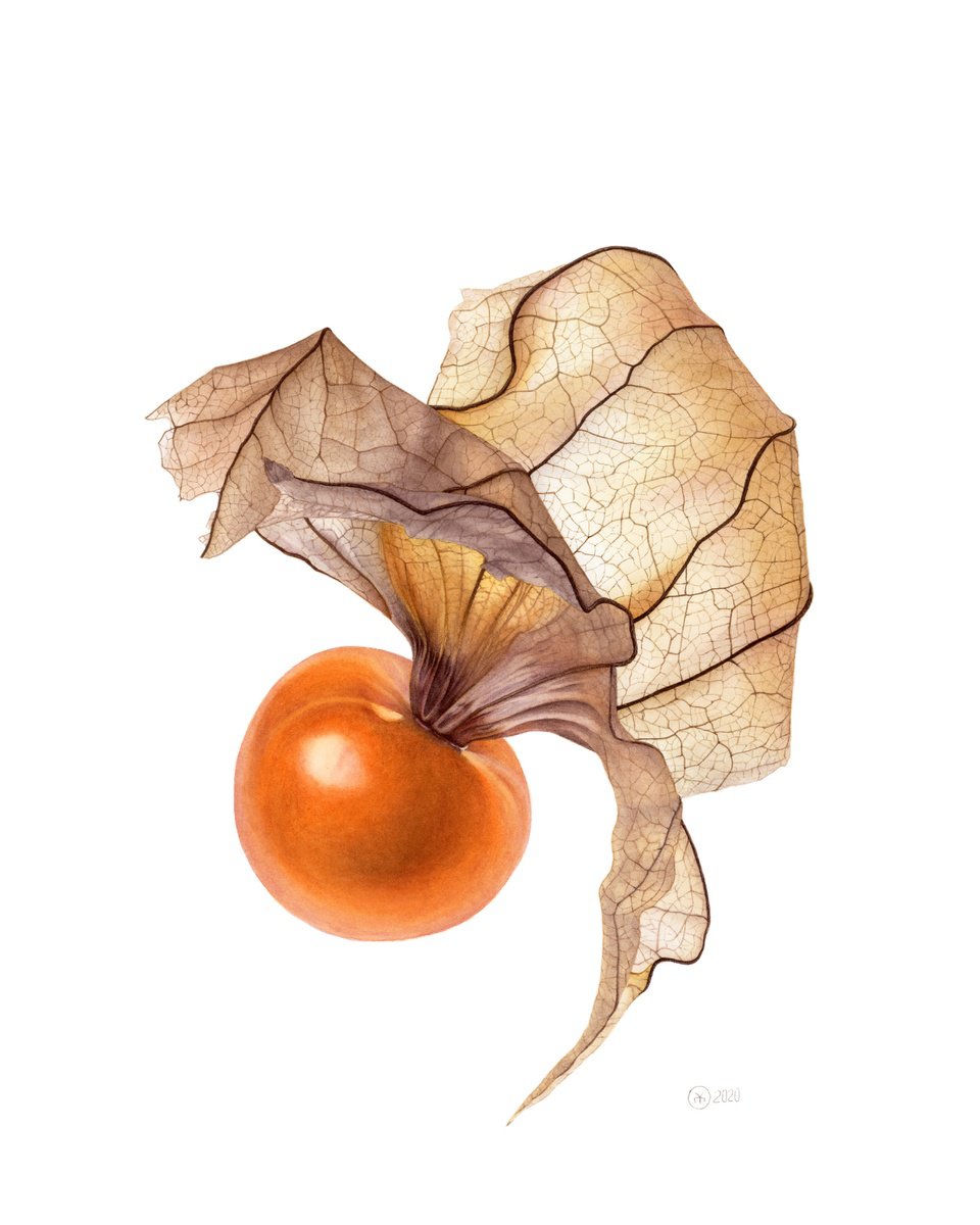 Photorealistic Botanical Watercolour By Yuliia Moiseieva, 16 X 20", Flying Physalis, Original Artwork