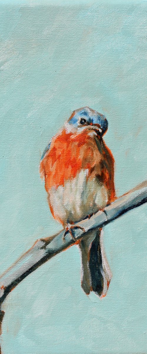 Bluebird by Afekwo