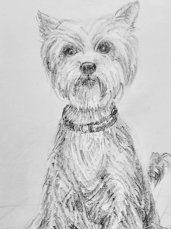 Set of three cute dogs