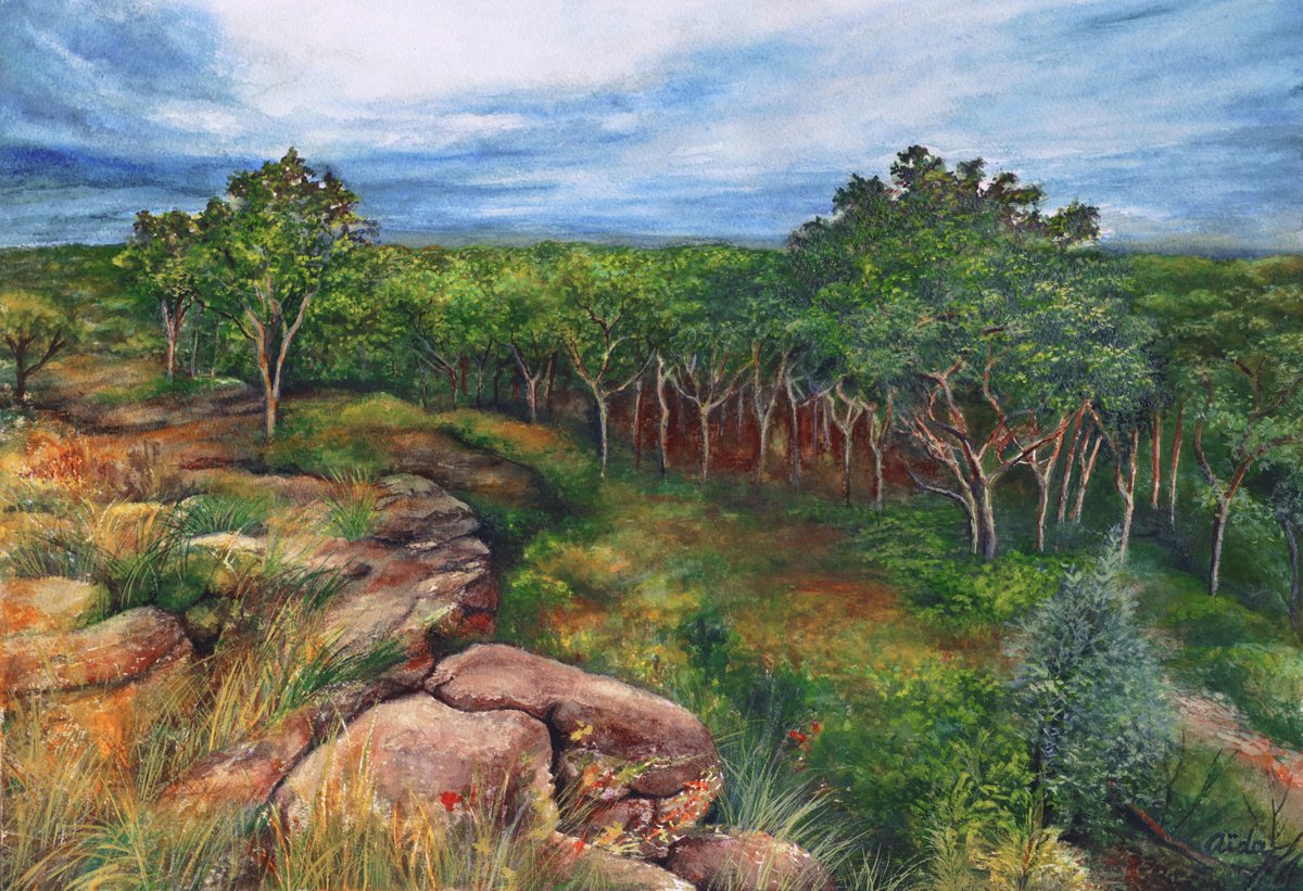 wild Australian landscape by Aida Taha