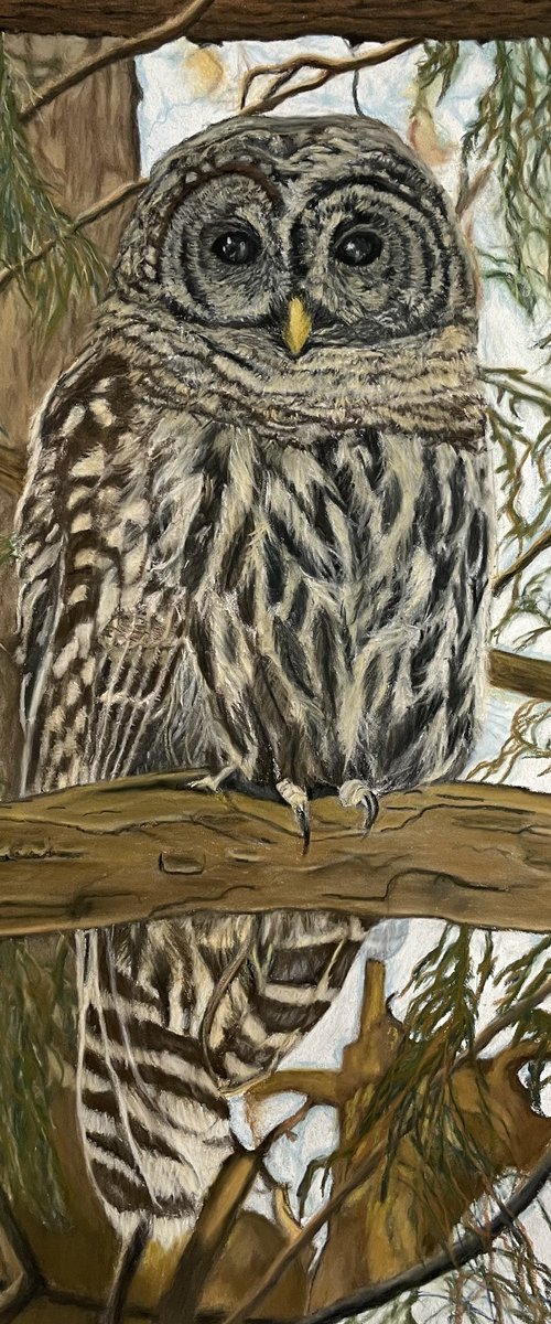 Barred Owl by Anne Shaughnessy