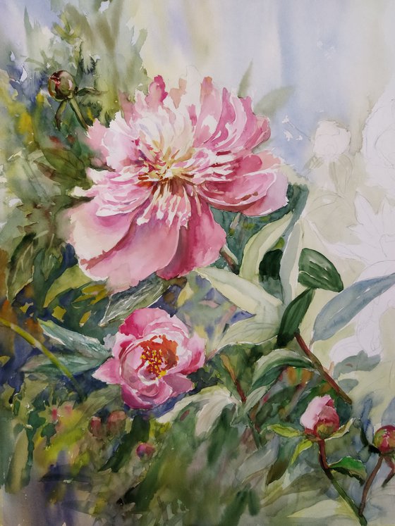 Pink peonies