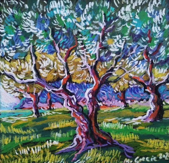 Olive grove No 41